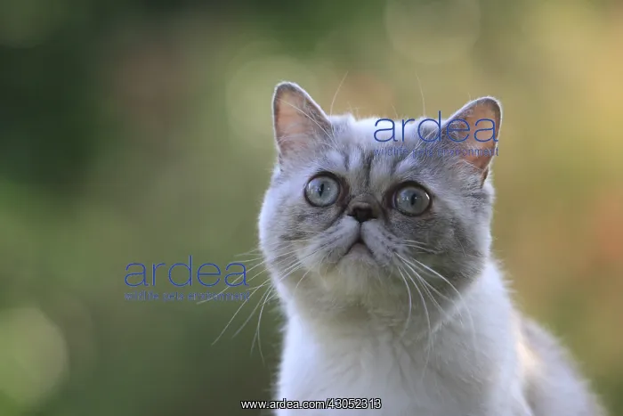 : Exotic Shortair she cat careful on a garden table France : Exotic Shortair she cat careful on a garden table France