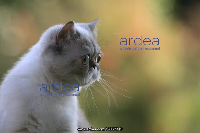 : Exotic Shortair she cat careful on a garden table France : Exotic Shortair she cat careful on a garden table France