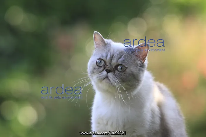 : Exotic Shortair she cat careful on a garden table France : Exotic Shortair she cat careful on a garden table France