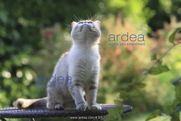  : Exotic Shortair she cat careful on a garden table France