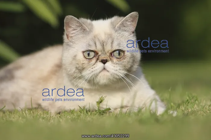: Exotic Shortair she cat lie down on a turf France : Exotic Shortair she cat lie down on a turf France