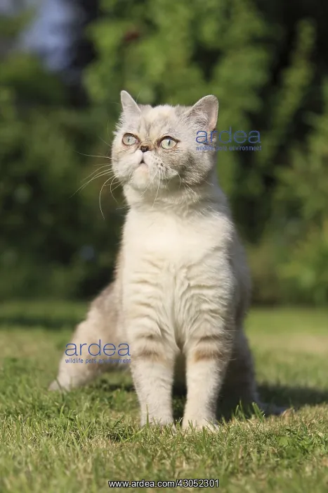 : Exotic Shortair she cat urinating in a garden France : Exotic Shortair she cat urinating in a garden France