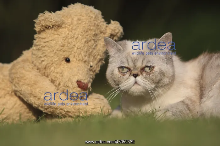 : Exotic Shortair in the grass next to a teddy bear : Exotic Shortair in the grass next to a teddy bear