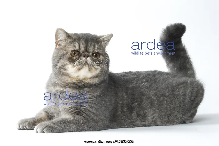  : Exotic Shorthair Cat