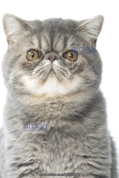  : Exotic Shorthair Cat