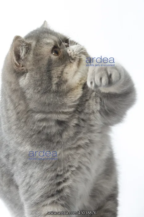  : Exotic Shorthair Cat