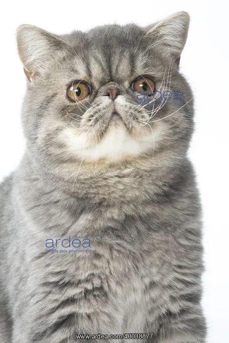  : Exotic Shorthair Cat