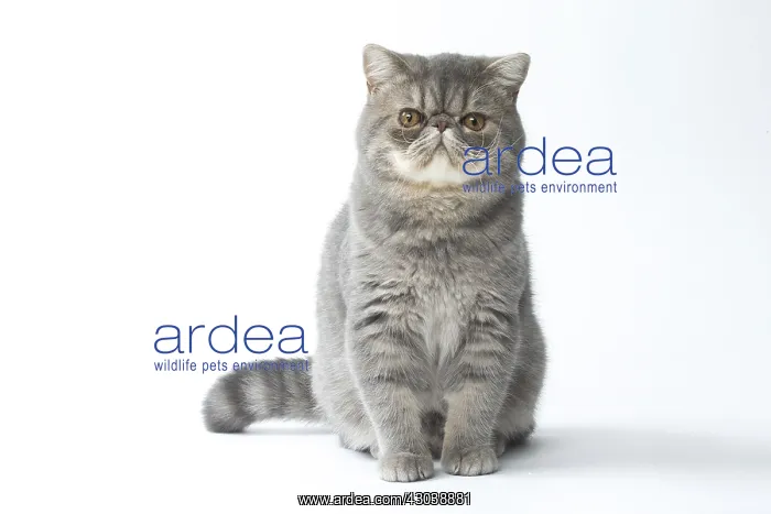  : Exotic Shorthair Cat