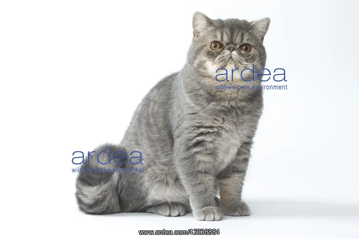  : Exotic Shorthair Cat