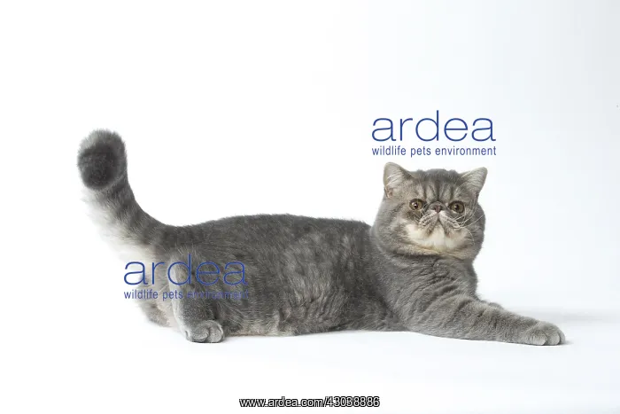  : Exotic Shorthair Cat