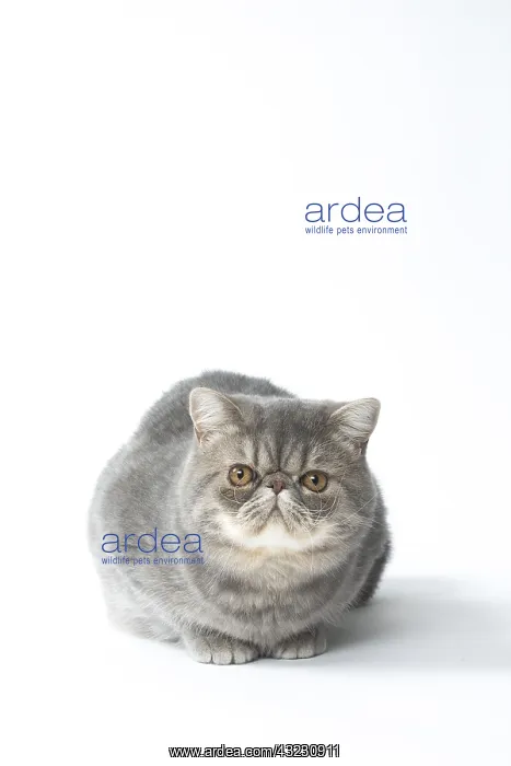  : Exotic Shorthair Cat