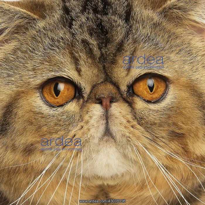  : Exotic Shorthair Cat close up