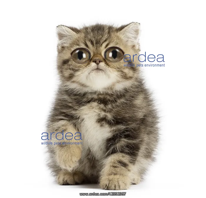: Exotic Shorthair Cat, kitten with large eyes : Exotic Shorthair Cat, kitten with large eyes