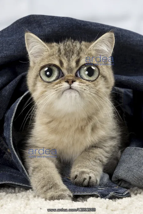 : Exotic Shorthair Cat, kitten with large eyes : Exotic Shorthair Cat, kitten with large eyes