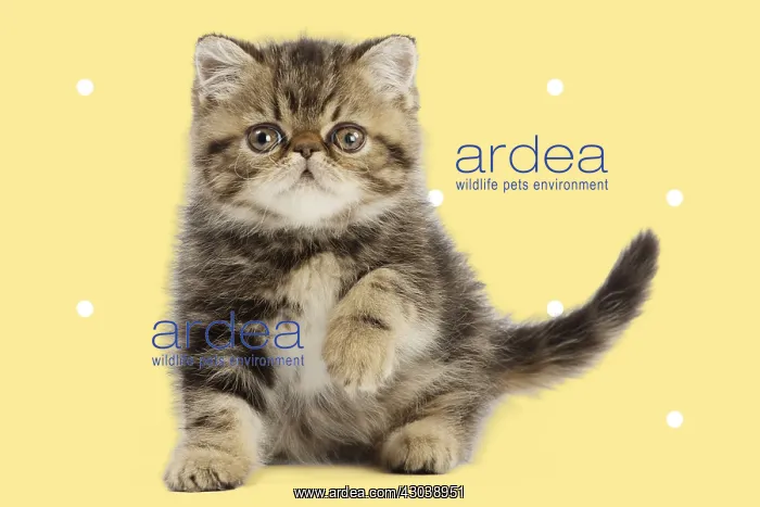: Exotic Shorthair Cat, kitten pawing, on spotty : Exotic Shorthair Cat, kitten pawing, on spotty
