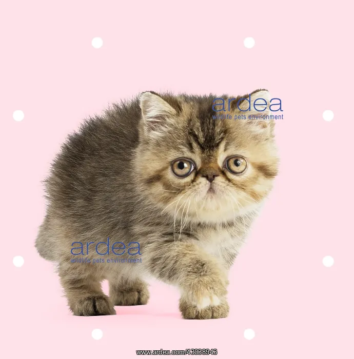 : Exotic Shorthair Cat, kitten on spotty polka dot background : Exotic Shorthair Cat, kitten on spotty polka dot background