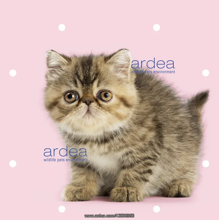 : Exotic Shorthair Cat, kitten on spotty polka dot background : Exotic Shorthair Cat, kitten on spotty polka dot background