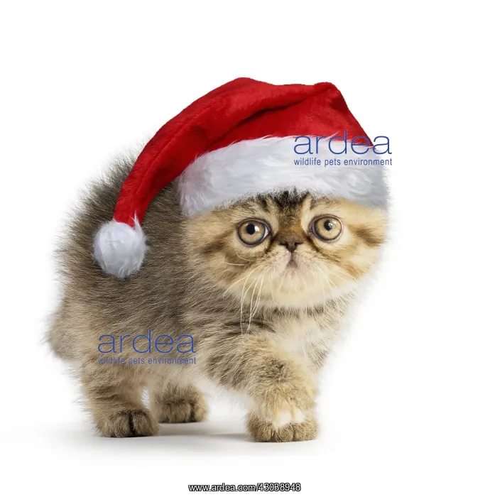 : Exotic Shorthair Cat, kitten wearing Christmas hat : Exotic Shorthair Cat, kitten wearing Christmas hat