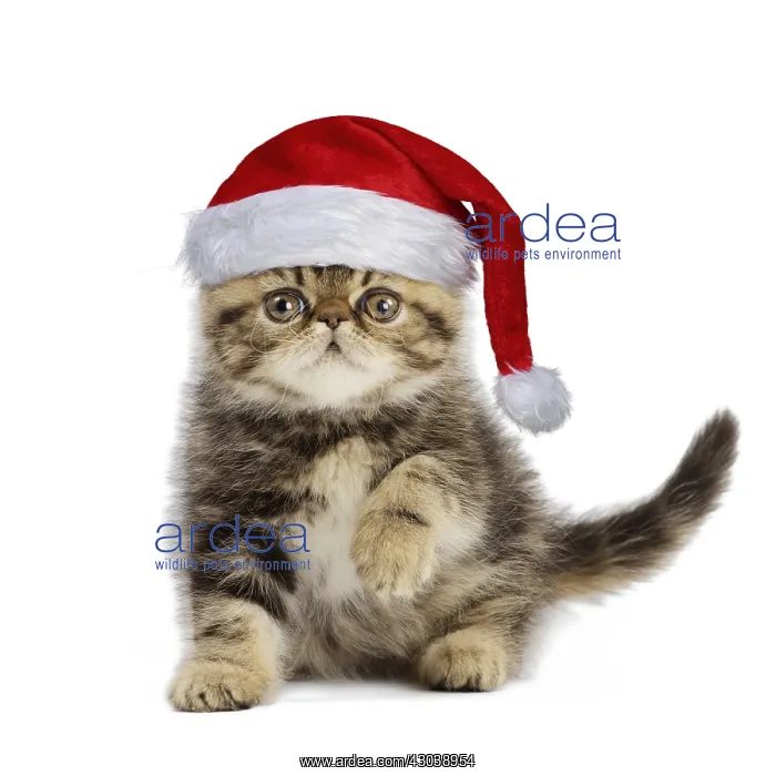  : Exotic Shorthair Cat kitten wearing Christmas hat, pawing