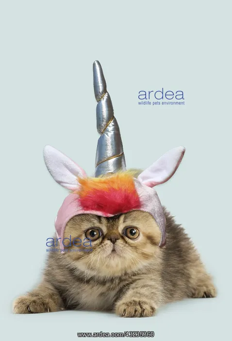 : Exotic Shorthair Cat, kitten wearing unicorn horn : Exotic Shorthair Cat, kitten wearing unicorn horn