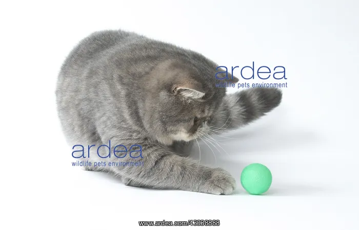 : Exotic Shorthair Cat playing with toy ball : Exotic Shorthair Cat playing with toy ball