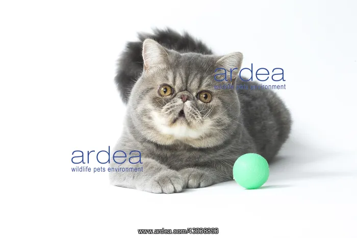 : Exotic Shorthair Cat playing with toy ball : Exotic Shorthair Cat playing with toy ball