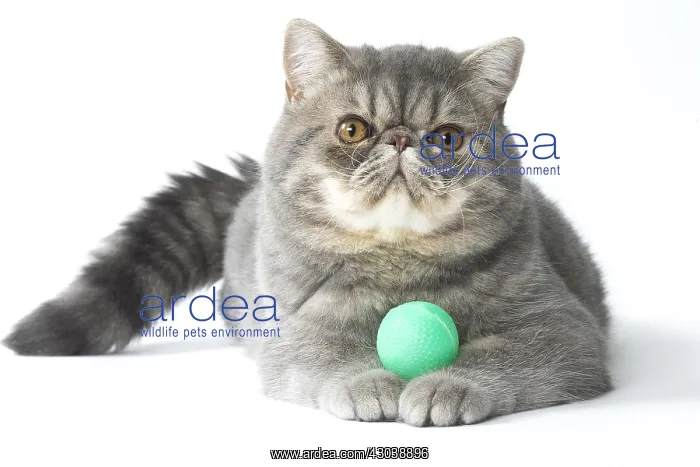 : Exotic Shorthair Cat playing with toy ball : Exotic Shorthair Cat playing with toy ball