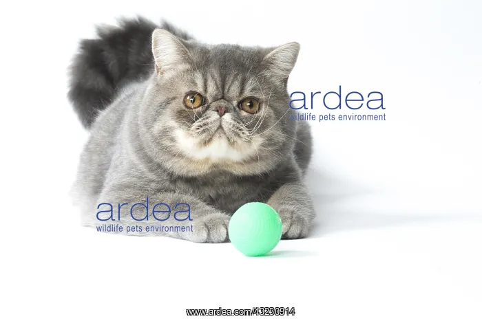 : Exotic Shorthair Cat playing with toy ball : Exotic Shorthair Cat playing with toy ball