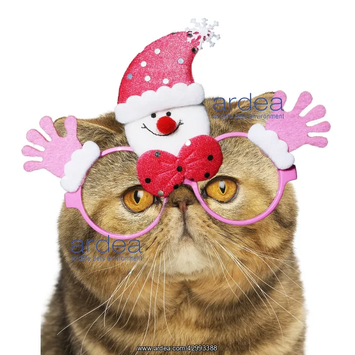 : Exotic Shorthair Cat wearing glasses : Exotic Shorthair Cat wearing glasses