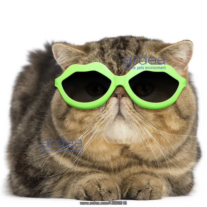: Exotic Shorthair Cat, wearing lip shpaed sunglasses : Exotic Shorthair Cat, wearing lip shpaed sunglasses