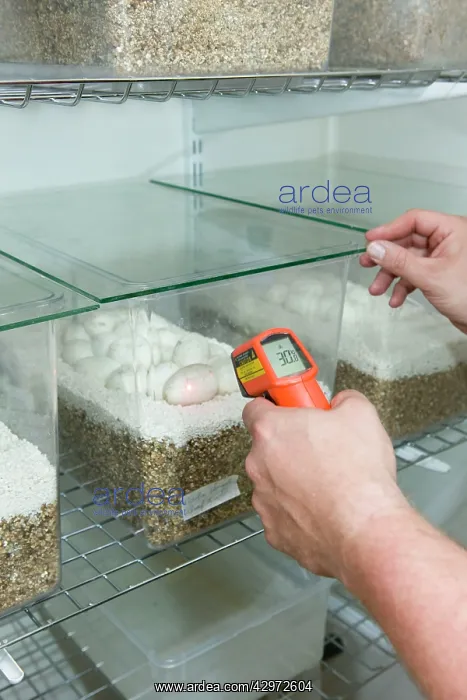 : Exotic Species / Reptile Breeding Farm - measuring : Exotic Species / Reptile Breeding Farm - measuring
