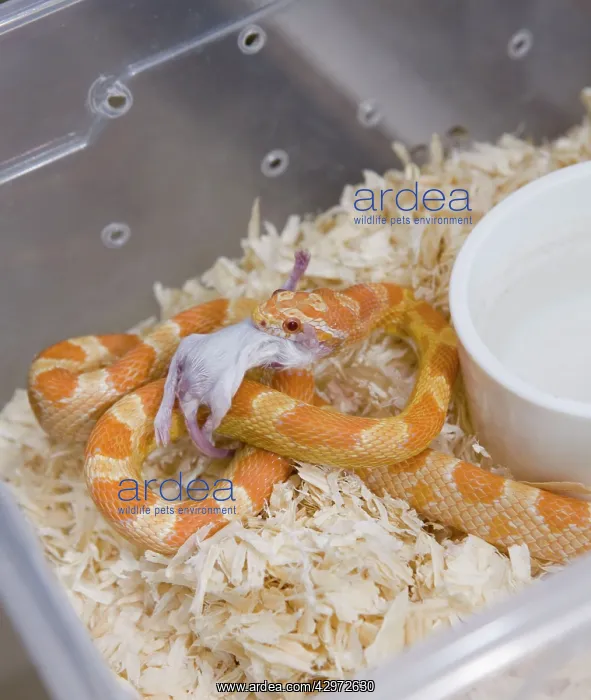 : Exotic Species / Reptile Breeding Farm - reptiles : Exotic Species / Reptile Breeding Farm - reptiles