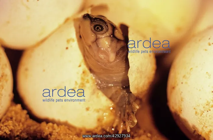 : Expansa Turtle - hatching : Expansa Turtle - hatching