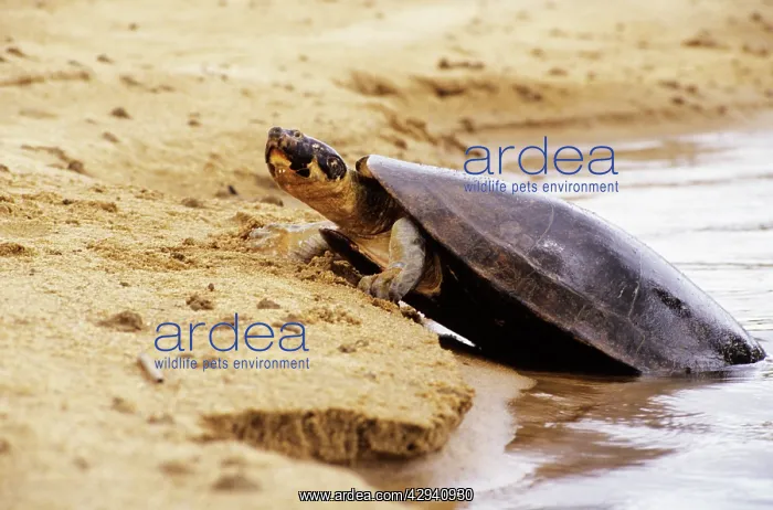 : Expansa Turtle - sun basking prior to nesting : Expansa Turtle - sun basking prior to nesting