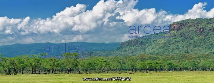 : Expansive acacia forest and clouds, Lake : Expansive acacia forest and clouds, Lake