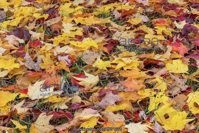 : Expansive view of yellow and red autumn leaves on the : Expansive view of yellow and red autumn leaves on the