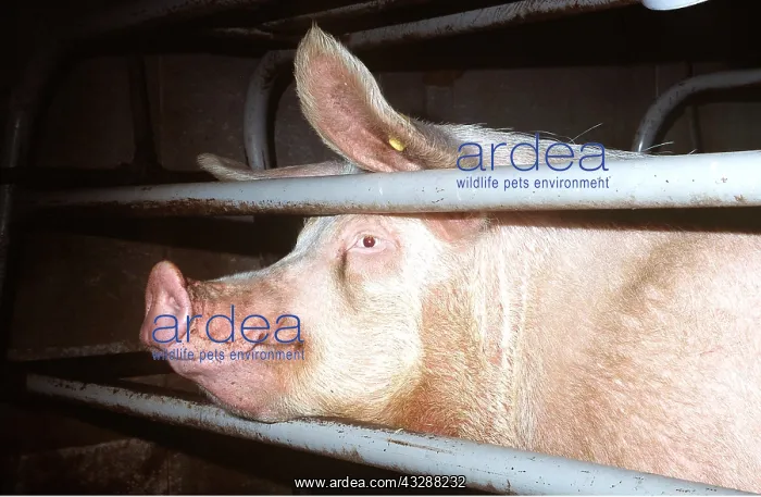 : Expectant Sow in the farrowing wall - The retaining : Expectant Sow in the farrowing wall - The retaining