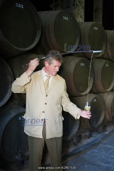 : Expert wine (sherry) pourer (Spanish: Venenciador) : Expert wine (sherry) pourer (Spanish: Venenciador)