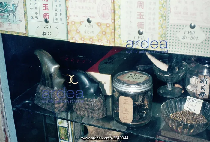 : Exploitation - Rhion Horn in chinese medicine shop : Exploitation - Rhion Horn in chinese medicine shop