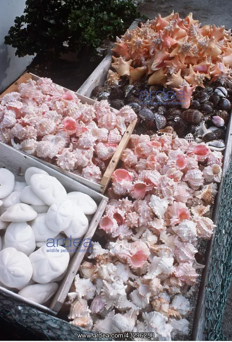 : EXPLOITATION - Sea Shells on Sale : EXPLOITATION - Sea Shells on Sale