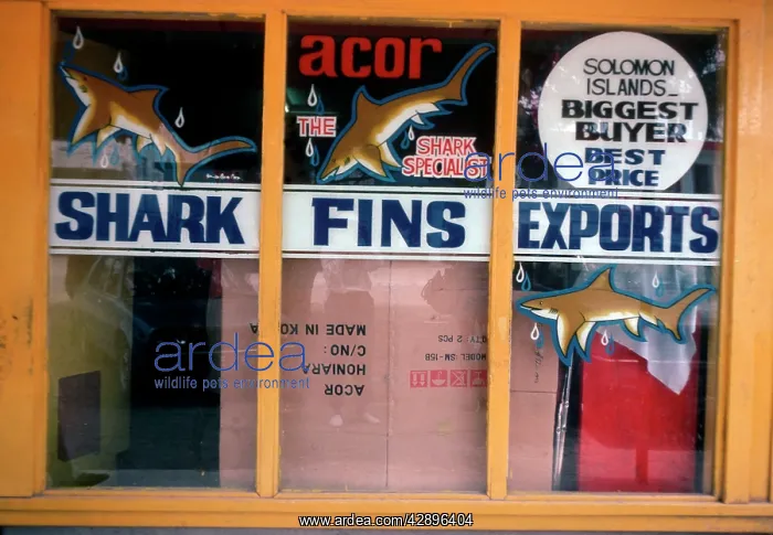 : Exploitation - Shark Fin Buyer. Shop in Solomon : Exploitation - Shark Fin Buyer. Shop in Solomon
