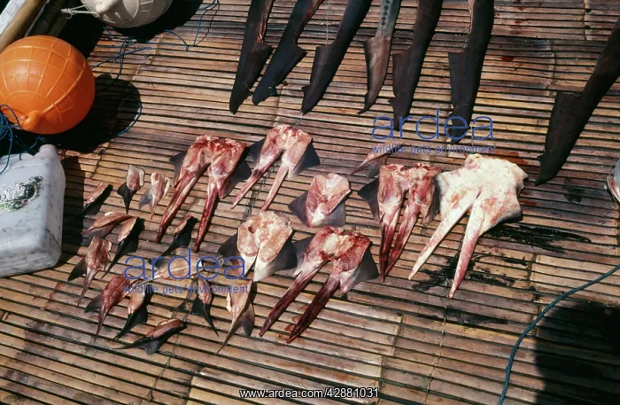 : Exploitation - Shark finners, sex organs for sale : Exploitation - Shark finners, sex organs for sale