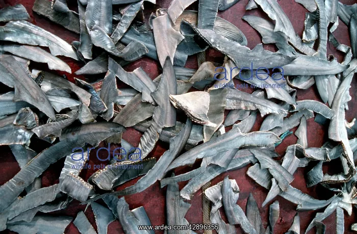 : Exploitation - Shark fins drying on deck of fishing : Exploitation - Shark fins drying on deck of fishing