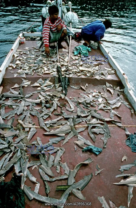 : Exploitation - Shark fins drying on deck of fishing : Exploitation - Shark fins drying on deck of fishing