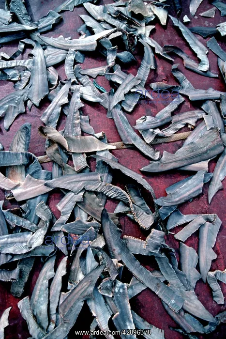  : Exploitation - Shark fins drying on deck of fishing