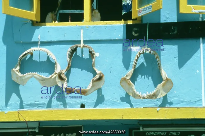 : EXPLOITATION - Shark Jaws, for sale : EXPLOITATION - Shark Jaws, for sale