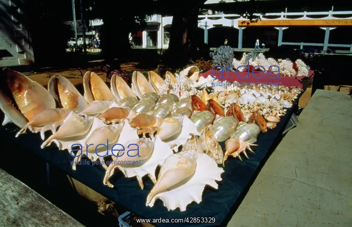 : Exploitation - shell souvenirs : Exploitation - shell souvenirs