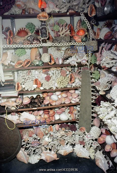 : Exploitation - shell souvenirs : Exploitation - shell souvenirs