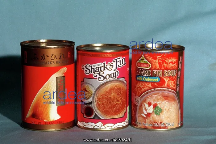 : Exploitation - Tin of shark fin soup sold in Sydney : Exploitation - Tin of shark fin soup sold in Sydney