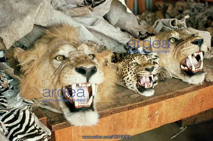 : Exploitation - Trophy skins in Nairobi : Exploitation - Trophy skins in Nairobi